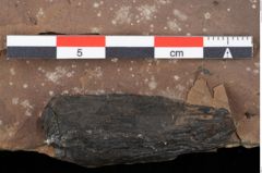 Foto (Detailansicht) von Pinus sp. (NHMW-GEO-2024-0188-0195)